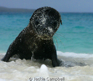 Baby sea lion.
Mum had gone fishing and this little baby... by Jackie Campbell 